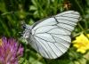 Aporia crataegi